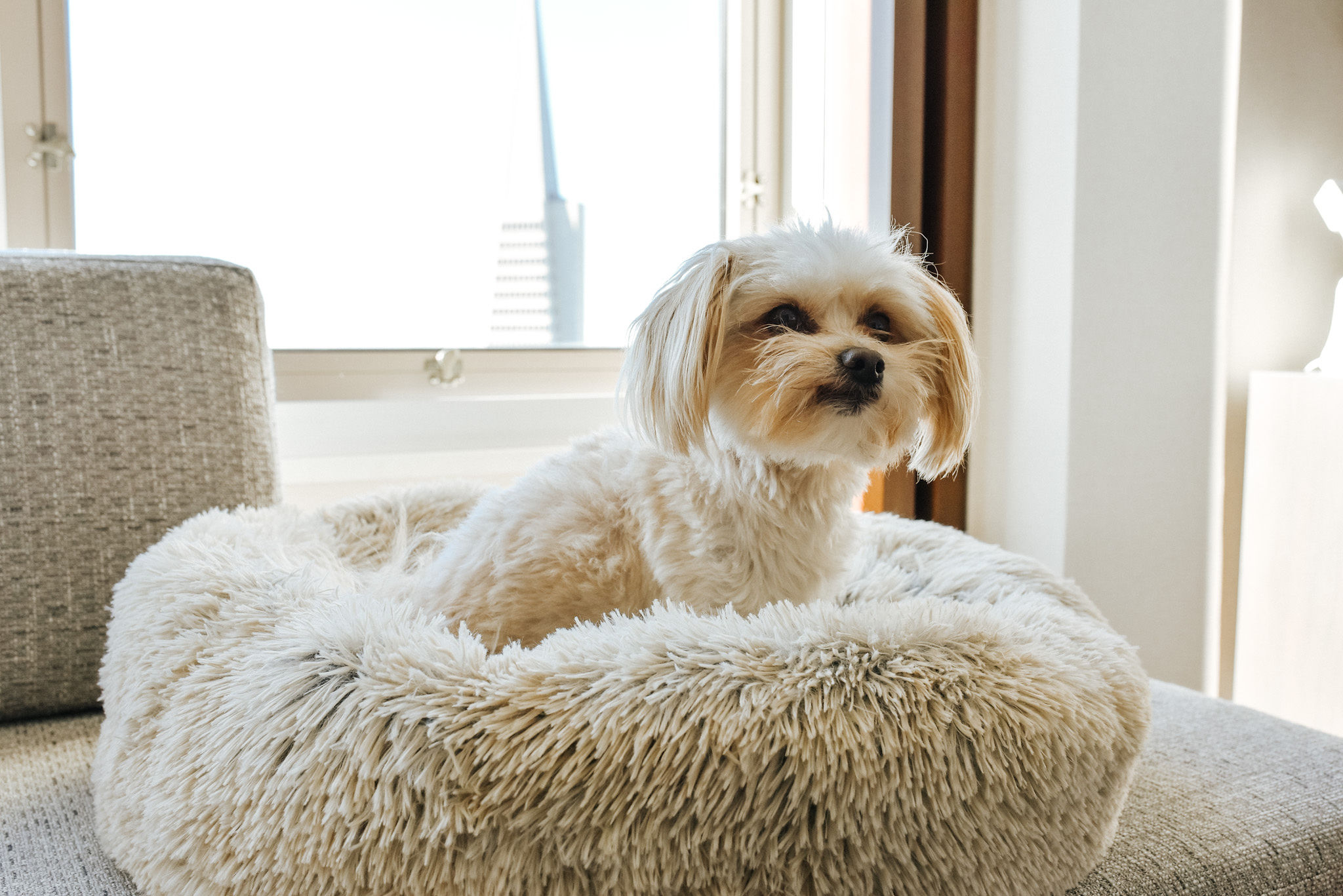 Best Dog Bed, Best Friends by Sheri, The Original Calming Shag Vegan Fur Donut Cuddler Cat & Dog Bed, Affordable Dog Bed, Benji, Four Seasons Embarcadero